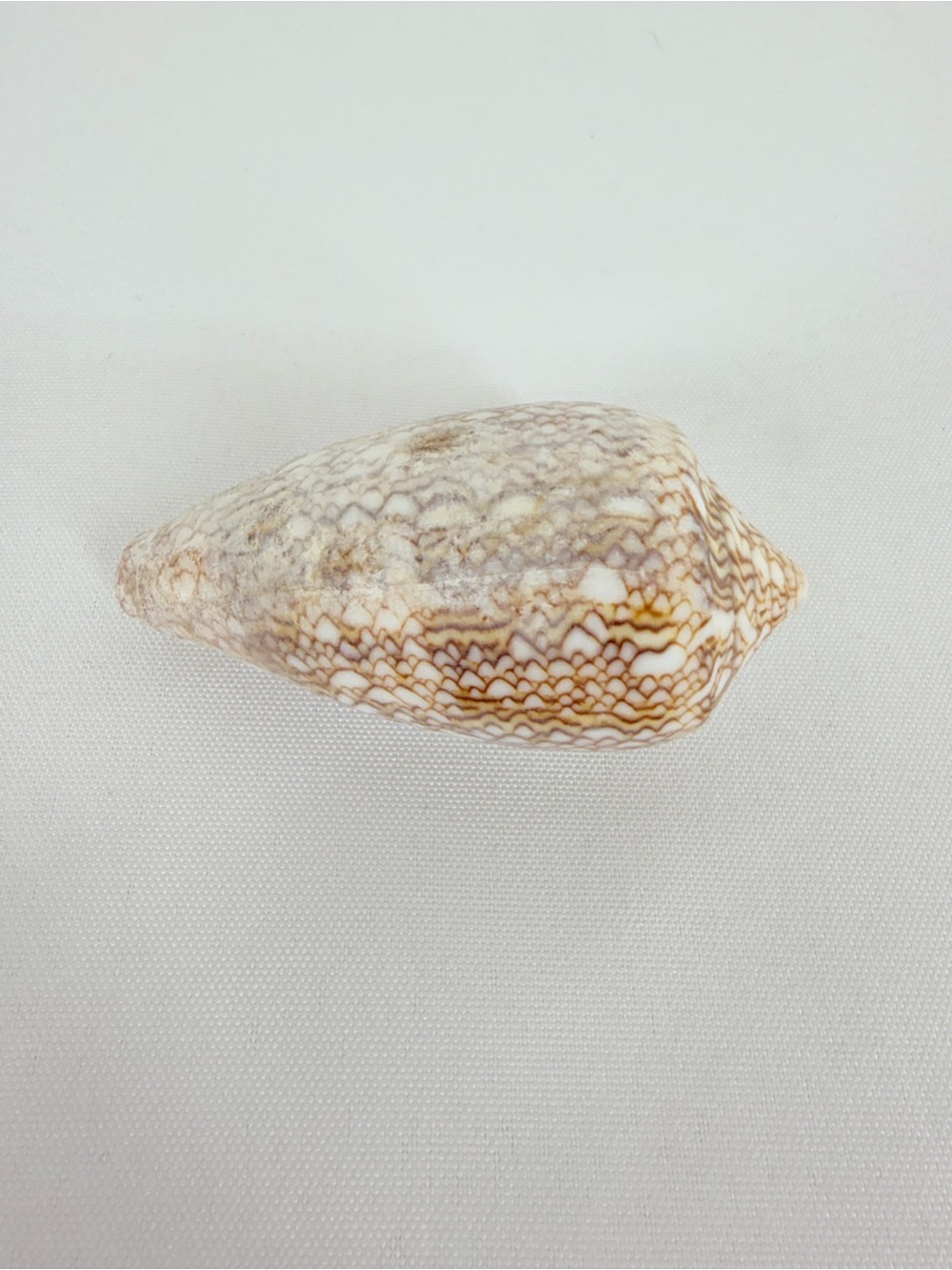 Seashell from down by the seashore - Picture 2 of 7